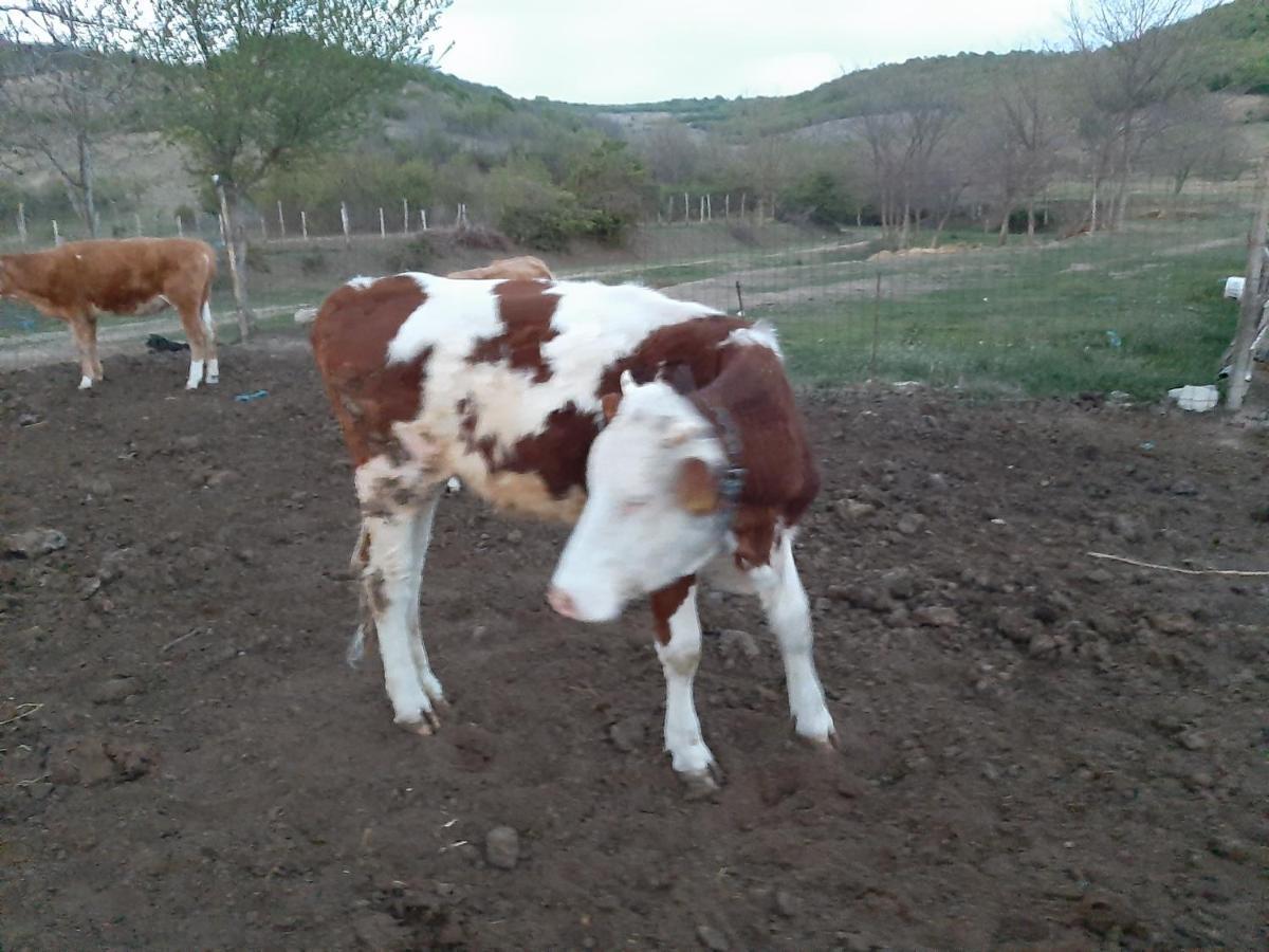 Pensiunea Agroturistica Green Odoba Sătuc Exterior foto